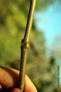 Bignoniaceae Catalpa speciosa - northern catalpa: Twig showing whorled leaf arrangement, leaf scars circular and depressed, typically one smaller than the other two.