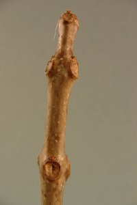 Bignoniaceae Catalpa speciosa - northern catalpa: Twig showing whorled leaf arrangement, leaf scars circular and depressed, typically one smaller than the other two.