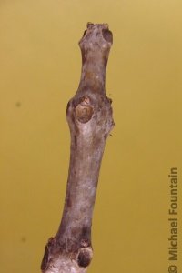 Bignoniaceae Catalpa speciosa - northern catalpa: Twig showing whorled leaf arrangement, leaf scars circular and depressed, typically one smaller than the other two.