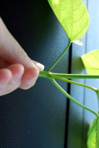 Bignoniaceae Catalpa speciosa - northern catalpa: Twig showing whorled leaf arrangement, leaf scars circular and depressed, typically one smaller than the other two.