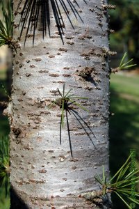 Pinaceae Cedrus deodara - Deodar cedar: Bark on a tree 4 inches in diameter at breast height.