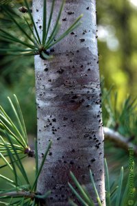 Pinaceae Cedrus deodara - Deodar cedar: Bark on a tree 2 inches in diameter at breast height.
