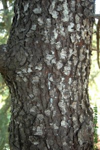 Pinaceae Cedrus deodara - Deodar cedar: Bark on a tree 10 inches in diameter at breast height.