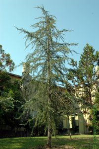 Pinaceae Cedrus deodara - Deodar cedar: Form of a tree grown in an urban setting.