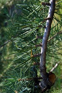 Pinaceae Cedrus deodara - Deodar cedar: Leaves, needles, usually clustered on short shoots.