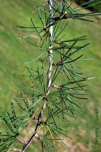 Pinaceae Cedrus deodara - Deodar cedar: Leaves, needles, usually clustered on short shoots.