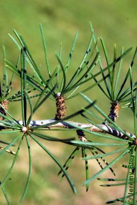 Pinaceae Cedrus deodara - Deodar cedar: Leaves, needles, usually clustered on short shoots.