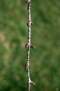 Pinaceae Cedrus deodara - Deodar cedar: Twig showing short shoots.