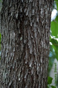 Fabaceae Cercis canadensis - eastern redbud: Bark on a tree 8 inches in diameter at breast height.  Bark is shaggy on larger trees.