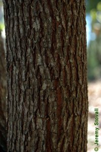 Fabaceae Cercis canadensis - eastern redbud: Bark on a tree 5 inches in diameter at breast height. Bark is shaggy on larger trees.