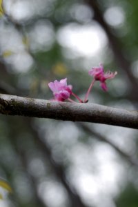 Fabaceae Cercis canadensis - eastern redbud: Flowers, purple, showy, borne from twigs and branches.