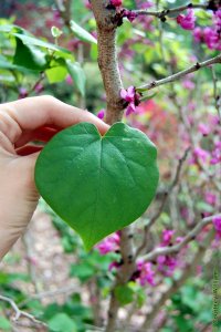 Fabaceae Cercis canadensis - eastern redbud: Flowers, purple, showy, borne from twigs and branches.