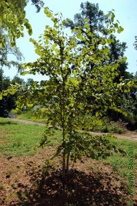 Fabaceae Cercis canadensis - eastern redbud: Form of a small tree planted in an urban setting.