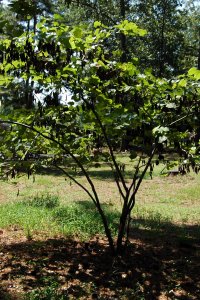 Fabaceae Cercis canadensis - eastern redbud: Form of a small tree planted in an urban setting.