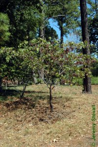 Fabaceae Cercis canadensis - eastern redbud: Form of a small tree planted in an urban setting.