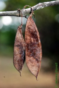 Fabaceae Cercis canadensis - eastern redbud: Fruit, legume, sometimes attached directly to a relatively large branch.