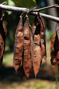 Fabaceae Cercis canadensis - eastern redbud: Fruit, legume, sometimes attached directly to a relatively large branch.