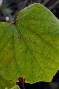 Fabaceae Cercis canadensis - eastern redbud: Leaf, alternate, simple, showing distinct heart shape (cordate).