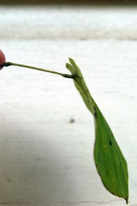 Fabaceae Cercis canadensis - eastern redbud: Leaf, alternate, simple, with petiole swollen equally at both ends.