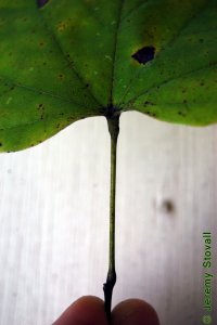 Fabaceae Cercis canadensis - eastern redbud: Leaf, alternate, simple, with petiole swollen equally at both ends.