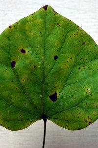 Fabaceae Cercis canadensis - eastern redbud: Leaf, alternate, simple, showing distinct heart shape (cordate).