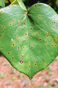 Fabaceae Cercis canadensis - eastern redbud: Leaf, alternate, simple, showing distinct heart shape (cordate).
