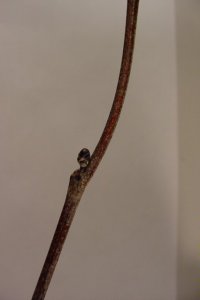 Fabaceae Cercis canadensis - eastern redbud: Twigs showing alternate leaf arrangement, zigzag growth form, and lack of a true terminal bud.