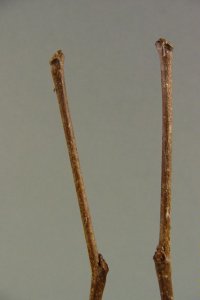 Fabaceae Cercis canadensis - eastern redbud: Twigs showing alternate leaf arrangement, zigzag growth form, and lack of a true terminal bud.