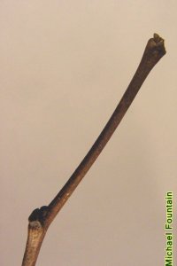 Fabaceae Cercis canadensis - eastern redbud: Twigs showing alternate leaf arrangement, zigzag growth form, and lack of a true terminal bud.