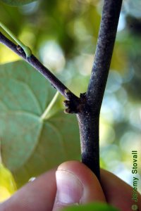Fabaceae Cercis canadensis - eastern redbud: Twig showing clustered flower buds.  Unusually for a tree, flower buds appear even on large branches, some larger than your thumb in diameter.