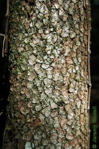 Cornaceae Cornus florida - flowering dogwood: Bark on a tree 6 inches in diameter at breast height.  Classic example of fine blocky bark.
