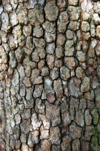 Cornaceae Cornus florida - flowering dogwood: Bark on a tree 6 inches in diameter at breast height.  Classic example of fine blocky bark.