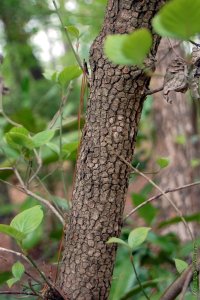 Cornaceae Cornus florida - flowering dogwood: Bark on a tree 2 inches in diameter at breast height. Classic example of fine blocky bark.