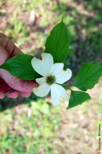 Cornaceae Cornus florida - flowering dogwood: Flowers, showy, white to yellowish to pink.  The showy parts are actually bracts, not petals.