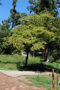 Cornaceae Cornus florida - flowering dogwood: Form of small tree planted in urban landscape.