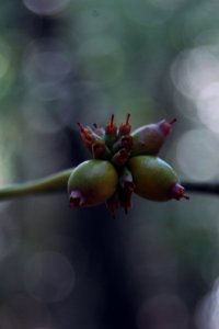 Cornaceae Cornus florida - flowering dogwood: Fruit, drupe, initially green, becoming bright red.