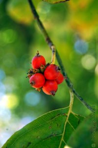 Cornaceae Cornus florida - flowering dogwood: Fruit, drupe, initially green, becoming bright red.