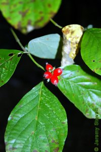 Cornaceae Cornus florida - flowering dogwood: Fruit, drupe, initially green, becoming bright red.