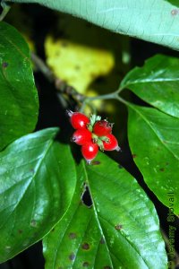 Cornaceae Cornus florida - flowering dogwood: Fruit, drupe, initially green, becoming bright red.