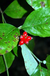 Cornaceae Cornus florida - flowering dogwood: Fruit, drupe, initially green, becoming bright red.
