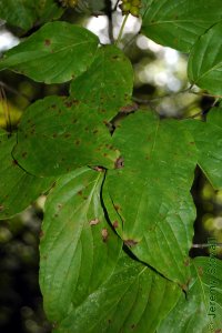 Cornaceae Cornus florida - flowering dogwood: Leaves, opposite, simple, characteristic venation arching back towards leaf center, netted between primary veins.