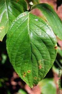 Cornaceae Cornus florida - flowering dogwood: Leaves, opposite, simple, characteristic venation arching back towards leaf center, netted between primary veins.