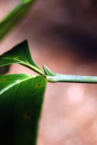 Cornaceae Cornus florida - flowering dogwood: Twig showing opposite leaf arrangement and &#039;cat-claw&#039; shaped vegetative bud.