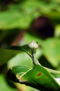 Cornaceae Cornus florida - flowering dogwood: Twig showing opposite leaf arrangement and &#039;Hershey Kiss&#039; shaped flower bud.