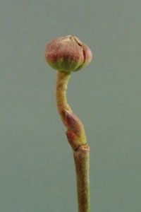 Cornaceae Cornus florida - flowering dogwood: Twigs showing opposite leaf arrangement, &#039;cat-claw&#039; vegetative buds and &#039;Hershey Kiss&#039; flower buds.