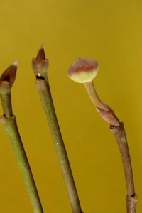 Cornaceae Cornus florida - flowering dogwood: Twigs showing opposite leaf arrangement, &#039;cat-claw&#039; vegetative buds and &#039;Hershey Kiss&#039; flower buds.