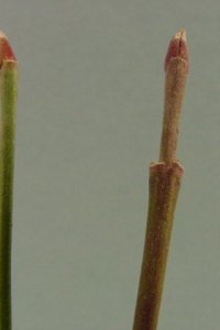 Cornaceae Cornus florida - flowering dogwood: Twigs showing opposite leaf arrangement, &#039;cat-claw&#039; vegetative buds and &#039;Hershey Kiss&#039; flower buds.