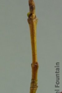 Cornaceae Cornus foemina - stiff dogwood: Twigs showing opposite leaf arrangment.