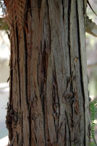 Cupressaceae Cunninghamia lanceolata - Chinese fir: Bark of a tree 5 inches in diameter at breast height.