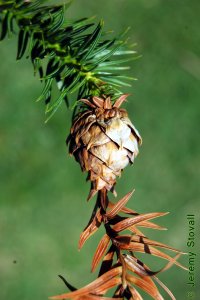Cupressaceae Cunninghamia lanceolata - Chinese fir: Cone showing shoot protruding from apex.